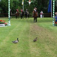 Ringreitem 2012  051